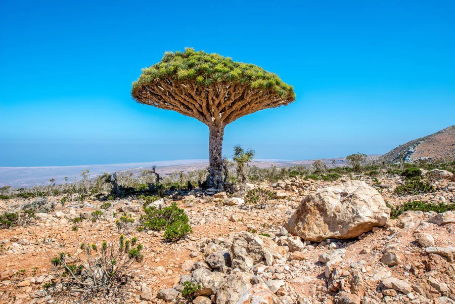 Pourquoi l'île de Socotra est-elle un joyau naturel à découvrir ?