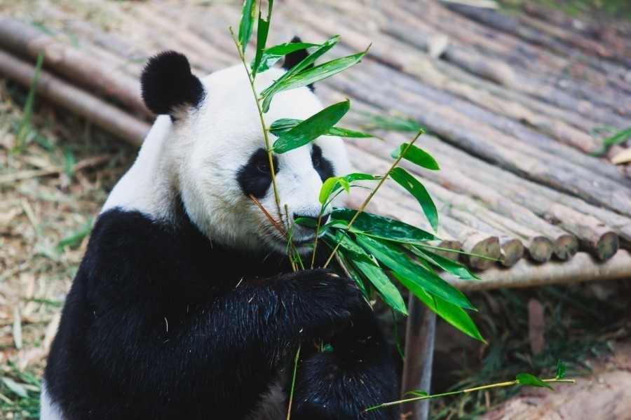 Lequel des zoos du vieux continent abrite le plus d'espèces animales variées ?