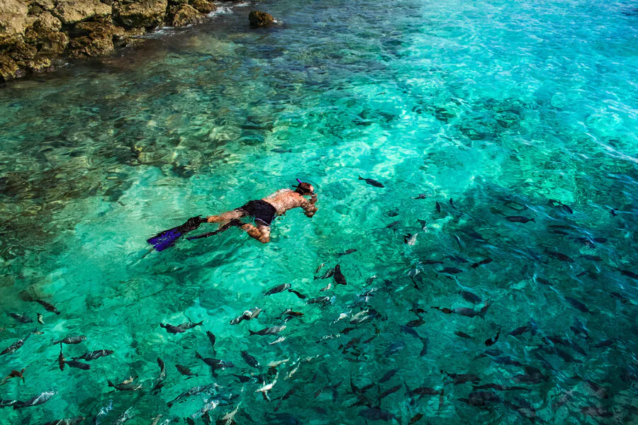 Quels sont les différents types de coraux que l'on peut admirer en faisant du snorkeling en Martinique ?