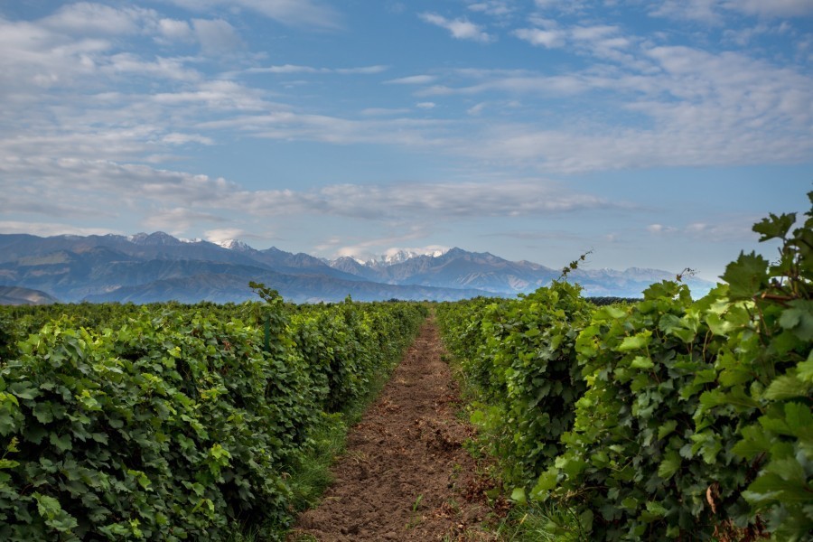 Quels sont les principaux cépages cultivés dans la région de Mendoza en Argentine ?