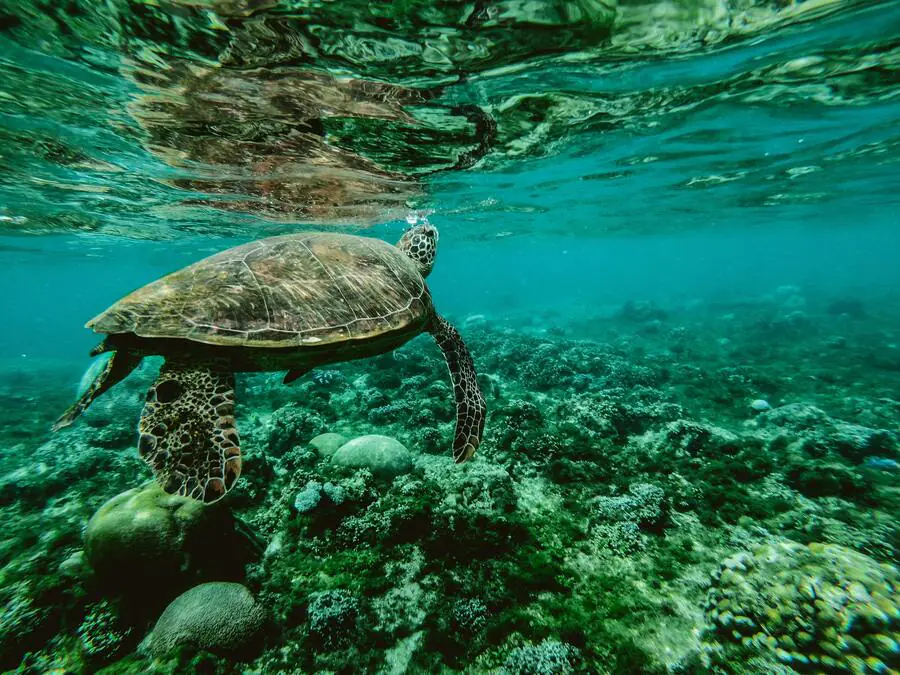 Où pratiquer le snorkeling en Martinique pour un voyage inoubliable ? 